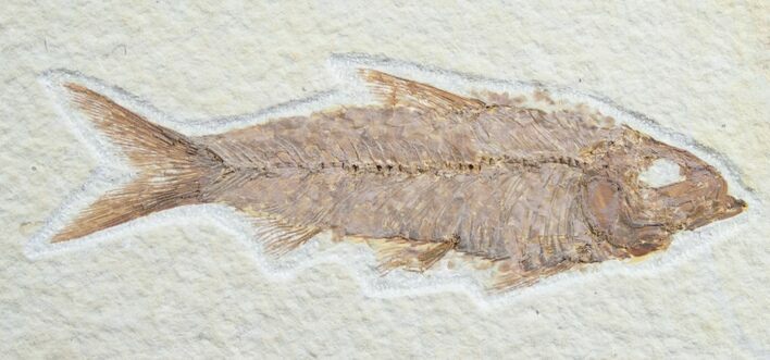 Knightia Fossil Fish - Wyoming #7561